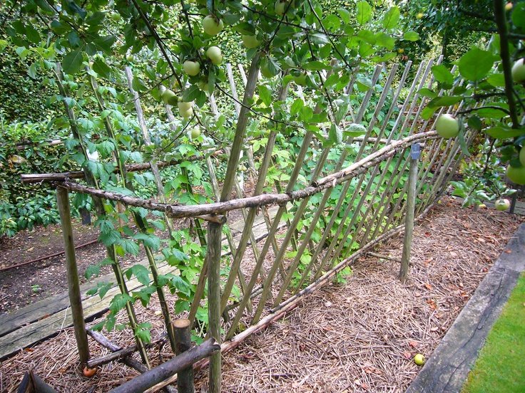 Ограда для кустов малины