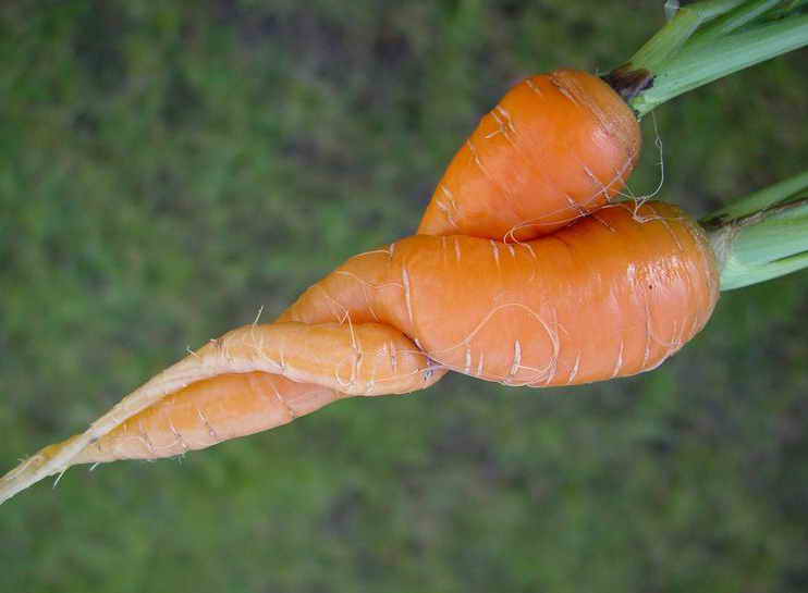 Болезненные корнеплоды моркови на фото
