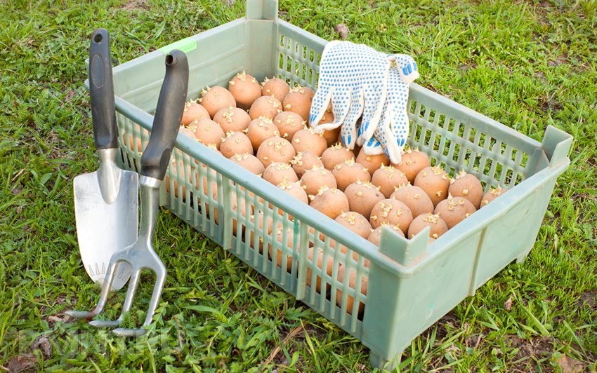 Способы обработки картофеля перед посадкой от колорадского жука