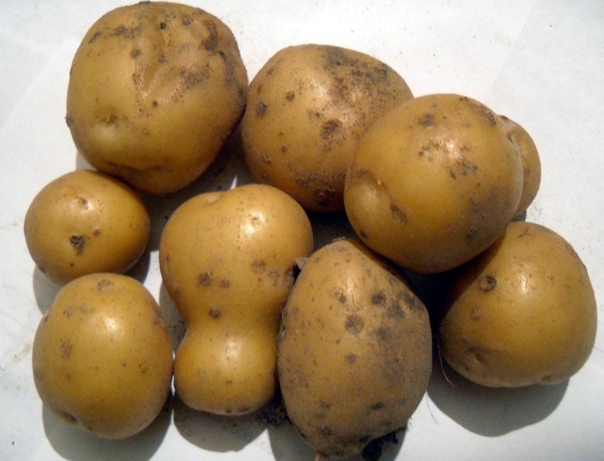 Средние сорта картошки