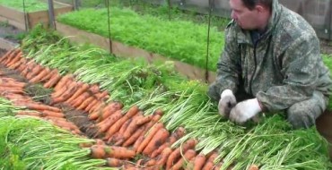 Огородник и много моркови
