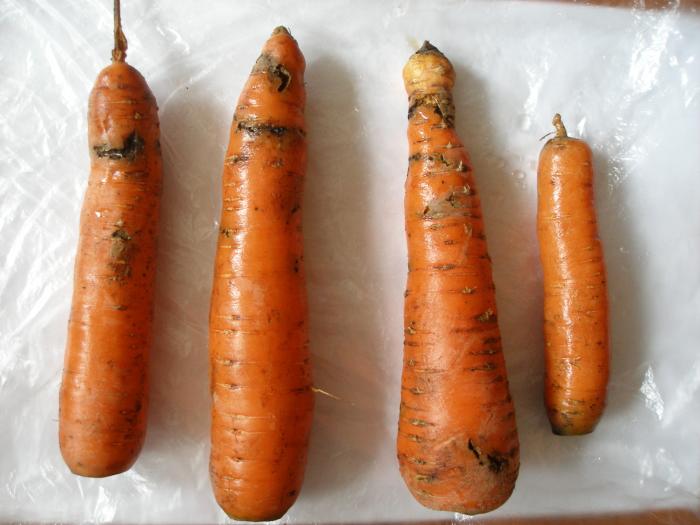 Порченная морковь на фото