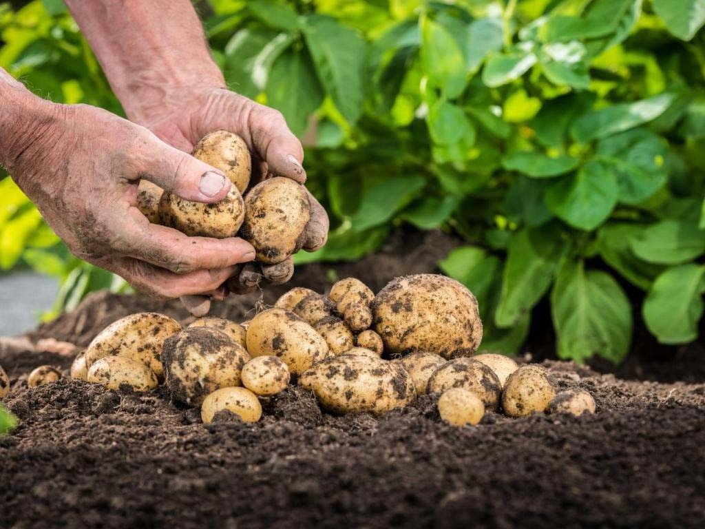 Какое удобрение лучше для картофеля при посадке