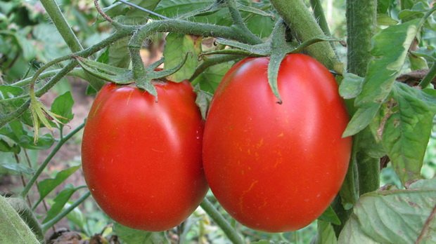 Обзор ранних сортов томатов для открытого грунта