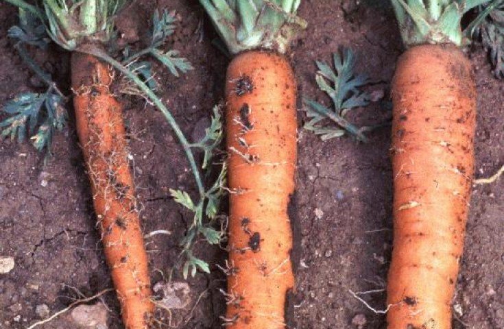 Бурая пятнистость на морковке