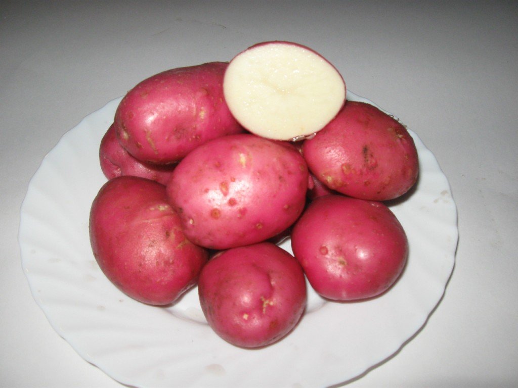 Характеристика и выращивание сорта картофеля Розара