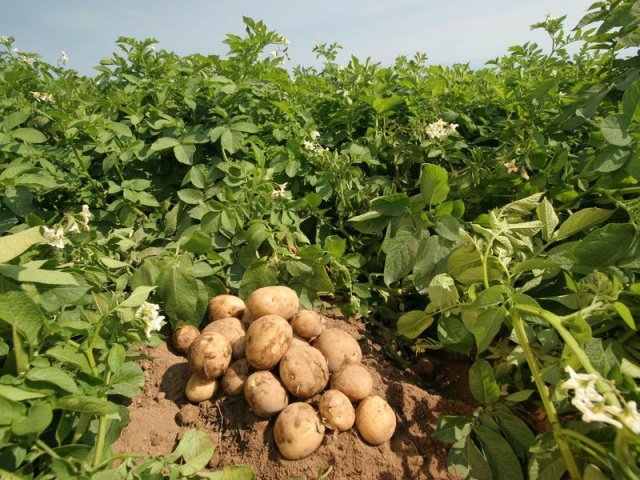 Удобрения для картофеля при посадке в лунку: какие вносить