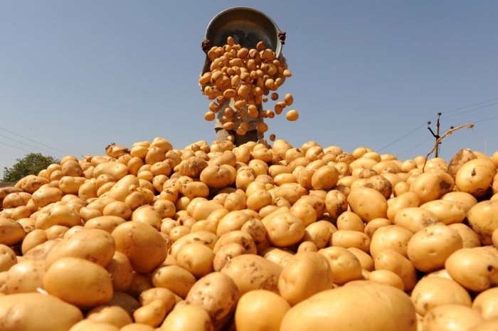 Удобрения для картофеля при посадке в лунку: какие вносить