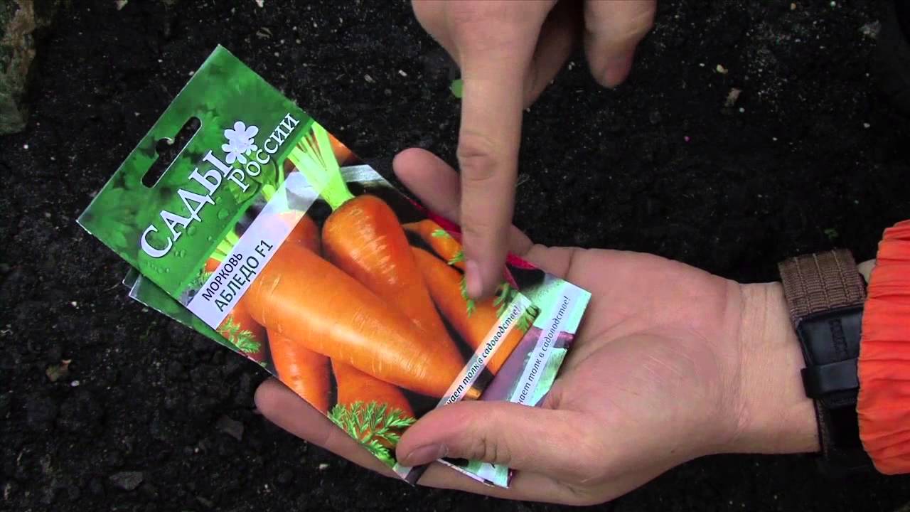 Как правильно подготовить семена моркови к весенней посадке