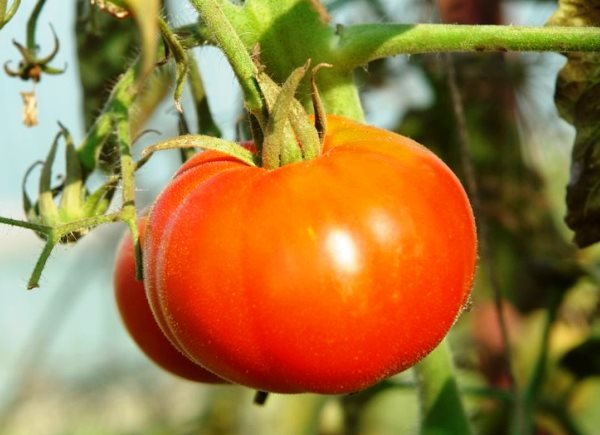 Обзор ранних сортов томатов для открытого грунта