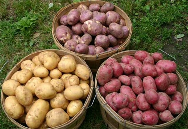 Богатый урожай картофеля с 1 га: секреты выращивания культуры