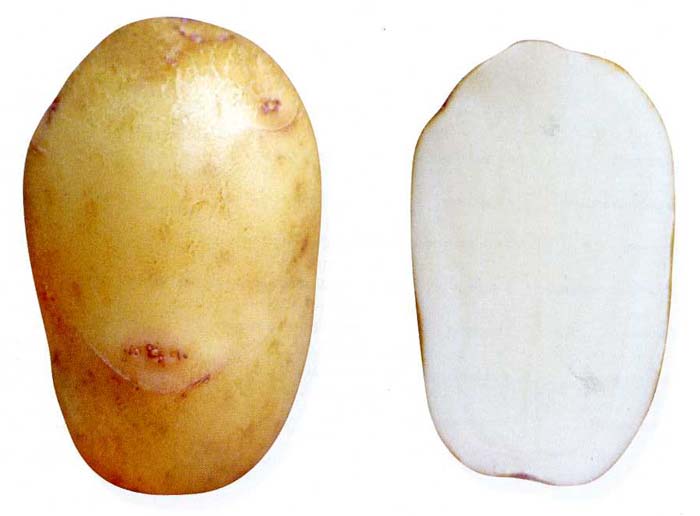 Как выбрать сорта картофеля для средней полосы России