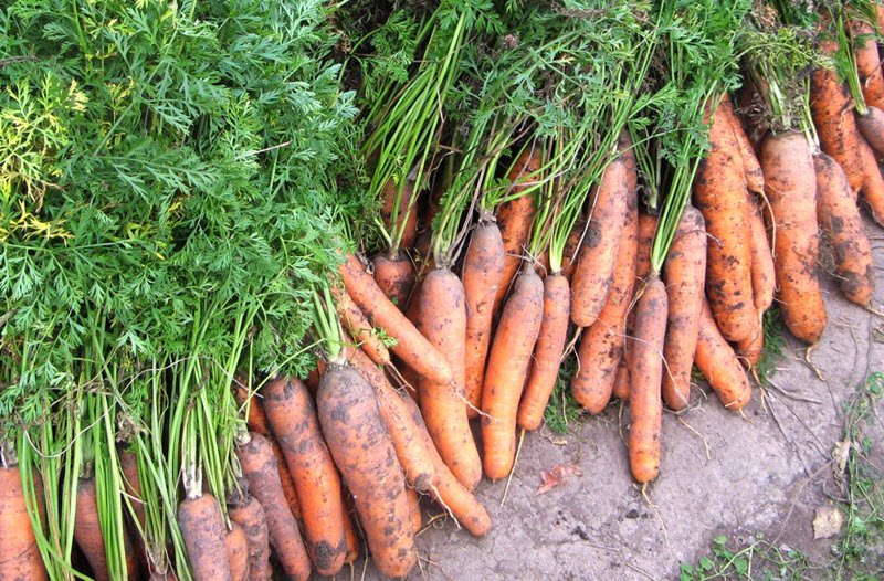 Рекомендации по уборке и хранению моркови