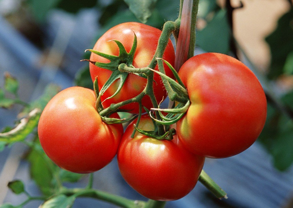 Красные спелые томаты снимок