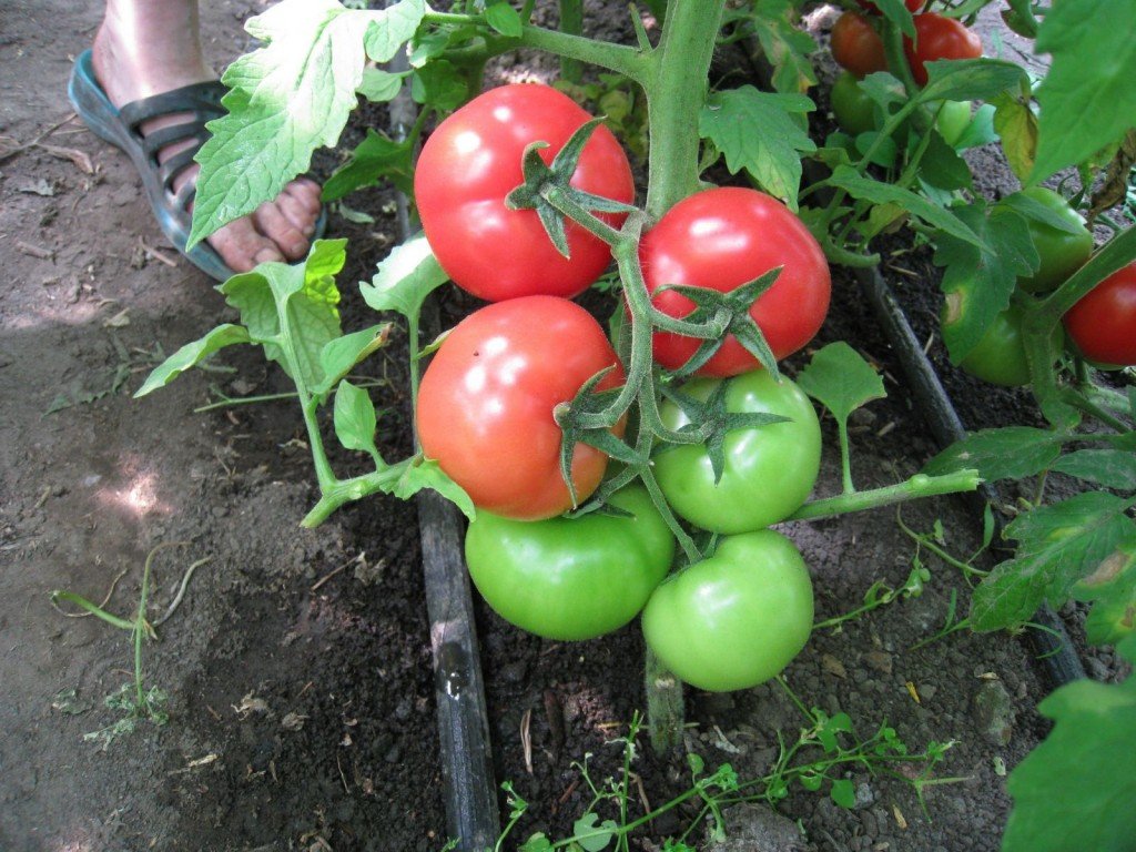 Красные и зеленые томаты 