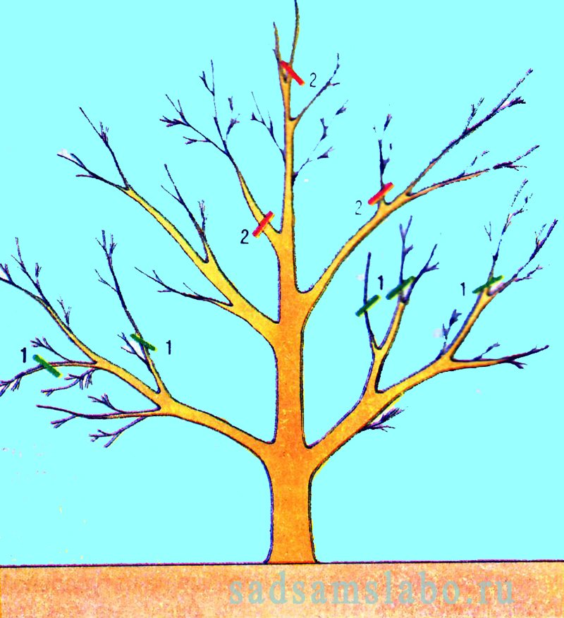 Схема обработки дерева по годам (цифра - год жизни дерева)