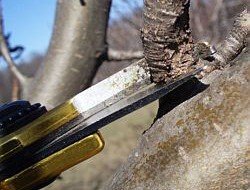 Как обрезать плодовое дерево