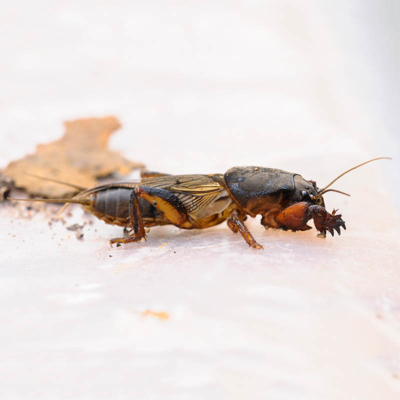 Личинки майского жука являются съедобным и проверенным методом борьбы с жуками. Выбор между химикатами для почвы или инсектицидами