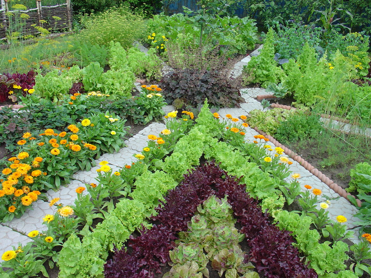 Вредители сада и огорода фото и названия