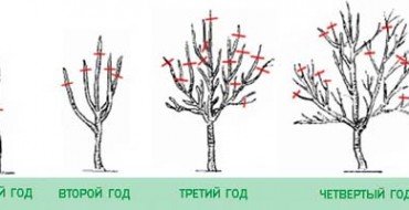 Формирование кроны дерева