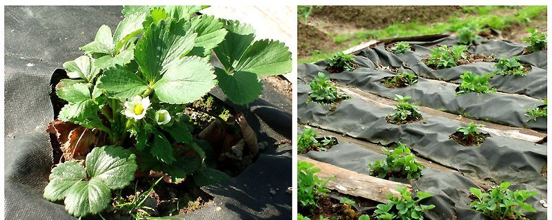 Как посадить клубнику под черную пленку: способы