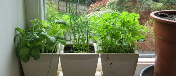 Можно выращивать дома не только шпинат, но и лук, петрушку и другую зелень