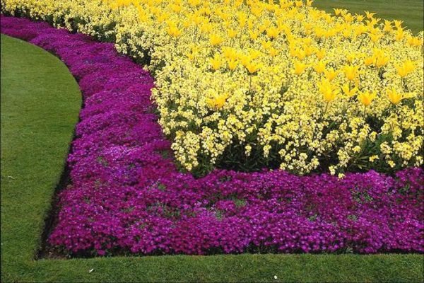 Самые красивые схемы посадки цветов от садоводов. Особенности планировки и выбора растений (фото + видео)