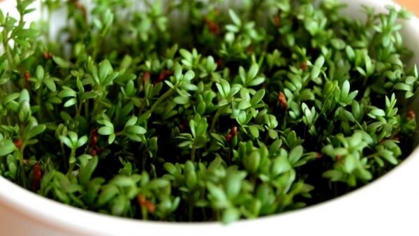 Кресс-салат известен антиоксидантным и мягким успокаивающим свойствами