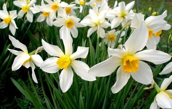 Нарцис - многолетнее растение, которое способно произрастать в холодных климатических условиях
