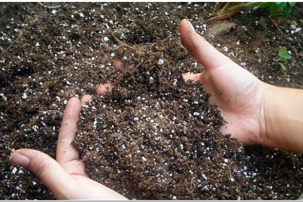 Как выглядит перемешанная почва со средством для подкормки