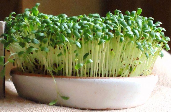 Кресс-салат на подоконнике можно выращивать и без земли