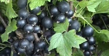 Какие сорта черной смородины самые лучшие и какой лучше выбрать для сада