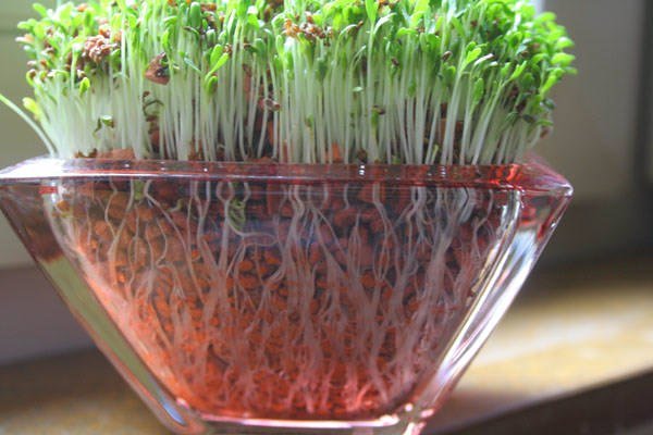 Салат - неприхотливое растение, которое можно легко вырастить на подоконнике