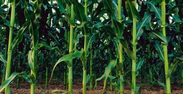 Применение грунтовых гербицидов для кукурузы