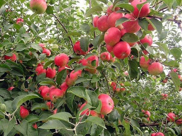 Плодоношение яблони сорта Джонатан