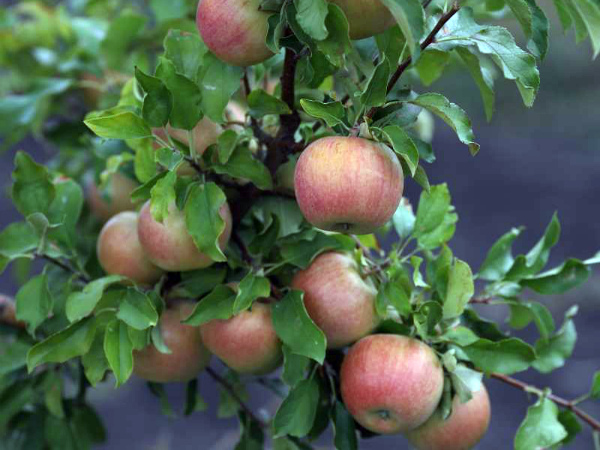 Плоды яблони Бельфлер-китайка на ветках