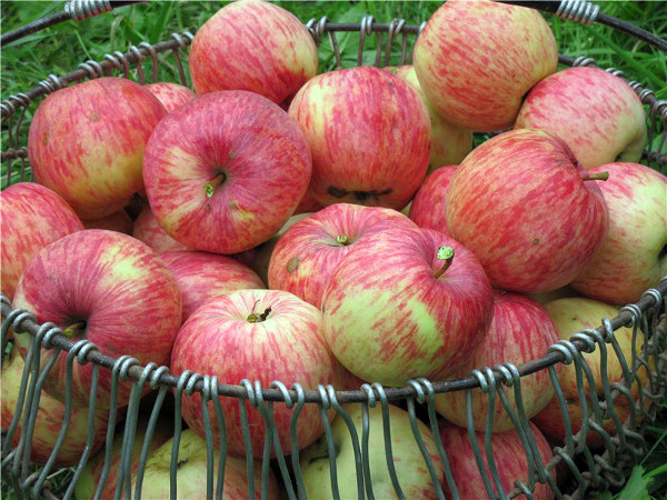 Осенние яблоки Бельфлер-китайка в корзине