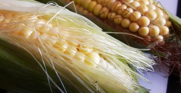 Сравнение внешнего вида кормовой и пищевой кукурузы
