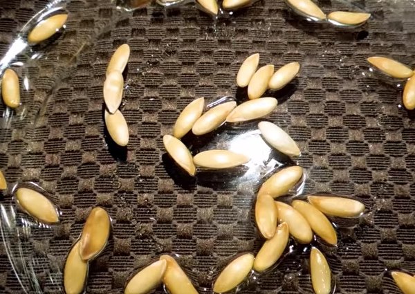 Как правильно собрать семена дыни и хранить их