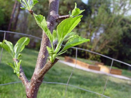 Дерево яблони сорта "Краса Свердловска" весной