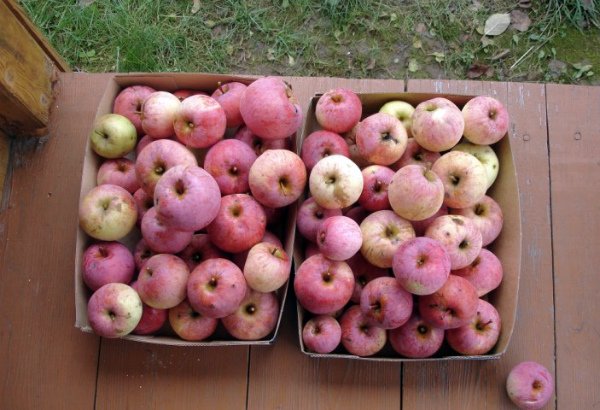 Сбор урожая яблок на подмосковной даче