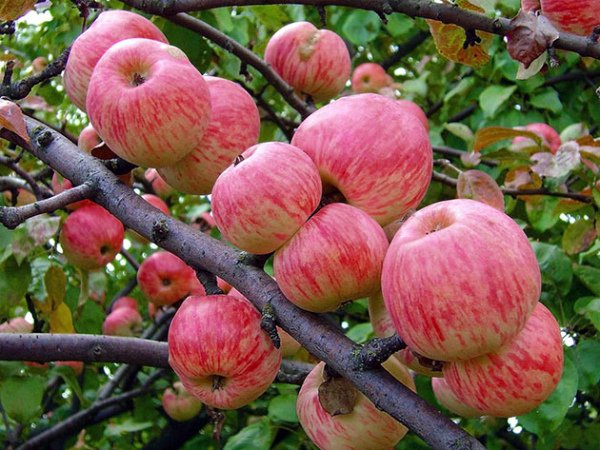 Ветка с яблоками Осеннее полосатое