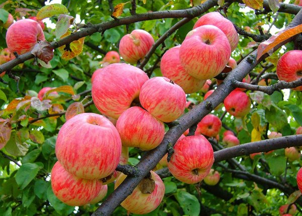 Плодоносящая ветка яблони Коричное полосатое
