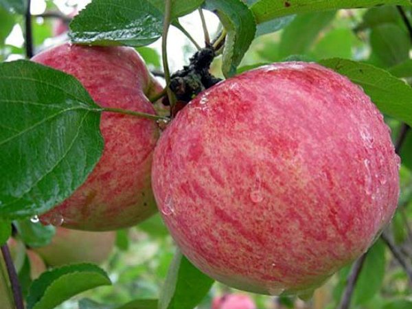 Спелые плоды яблони Коричное полосатое