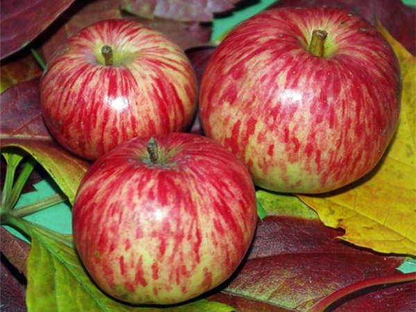 Сорванные яблоки Коричное полосатое