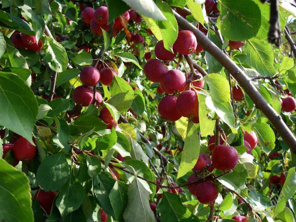 Яркие яблочки сорта Ранетка Пурпуровая