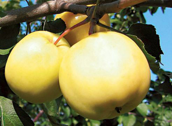 Сорт яблок Янтарка Алтайская