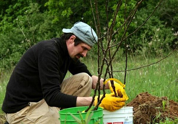 Посадочные работы в яблоневом саду