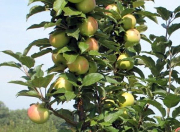 Колоновидная яблоня сорта «Валюта» с плодами
