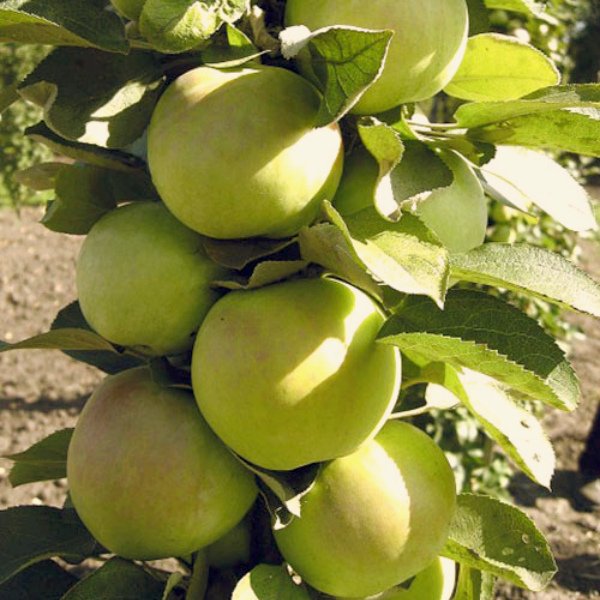 Колоновидная яблоня Малюха: посадка, уход и урожайность